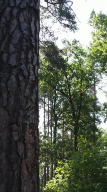 Gündüz yeşil ormanın dikey videosu