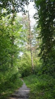 Gündüz yeşil ormanın dikey videosu