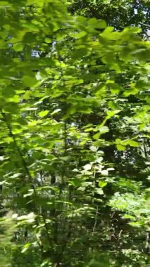 Gündüz yeşil ormanın dikey videosu