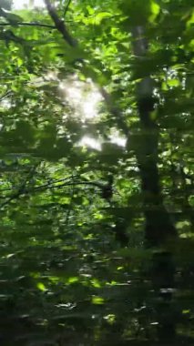 Gündüz yeşil ormanın dikey videosu