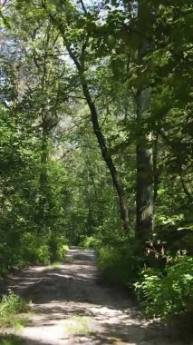 Gündüz yeşil ormanın dikey videosu