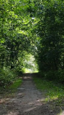 Ağaçlı bir ormanın dikey videosu