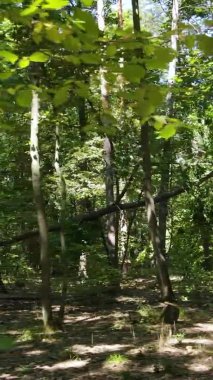 Ağaçlı bir ormanın dikey videosu