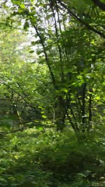 Ağaçlı bir ormanın dikey videosu