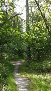 Ağaçlı bir ormanın dikey videosu