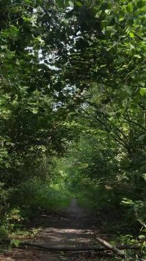 Ağaçlı bir ormanın dikey videosu