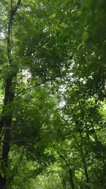 Ağaçlı bir ormanın dikey videosu