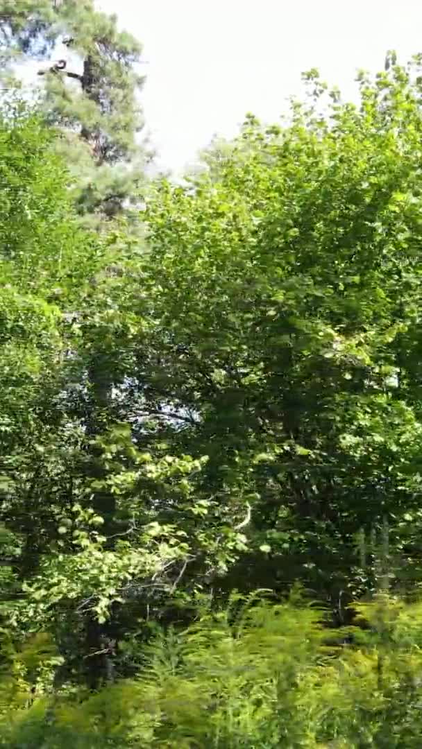 Video vertical de pădure verde de zi — Videoclip de stoc