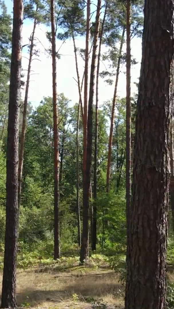 Вертикальное видео зеленого леса по дням — стоковое видео