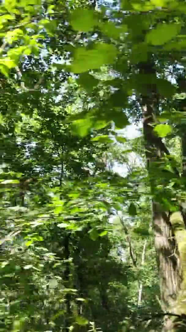 Κάθετη βίντεο του πράσινου δάσους την ημέρα — Αρχείο Βίντεο