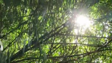 Ağaçlı bir ormanın dikey videosu