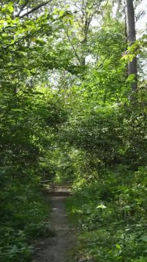 Ağaçlı bir ormanın dikey videosu