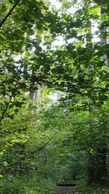 Ağaçlı bir ormanın dikey videosu