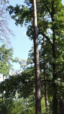 Ağaçlı bir ormanın dikey videosu