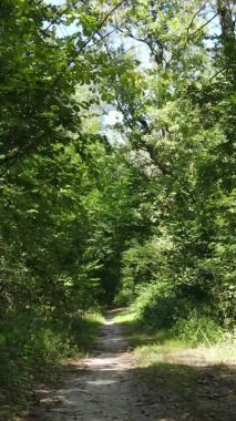 Ağaçlı bir ormanın dikey videosu