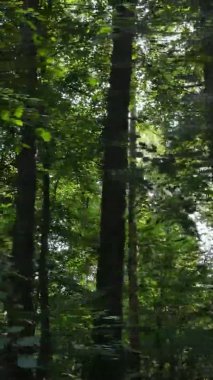 Ağaçlı bir ormanın dikey videosu