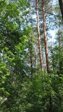 Ağaçlı bir ormanın dikey videosu