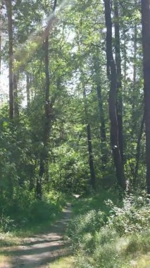 Ağaçlı bir ormanın dikey videosu