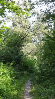 Ağaçlı bir ormanın dikey videosu