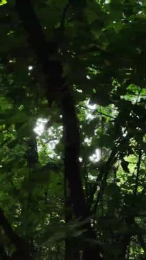 Ağaçlı bir ormanın dikey videosu