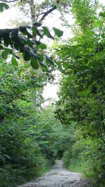 Ağaçlı bir ormanın dikey videosu