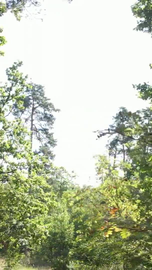 Vertikal video av en skog med träd — Stockvideo
