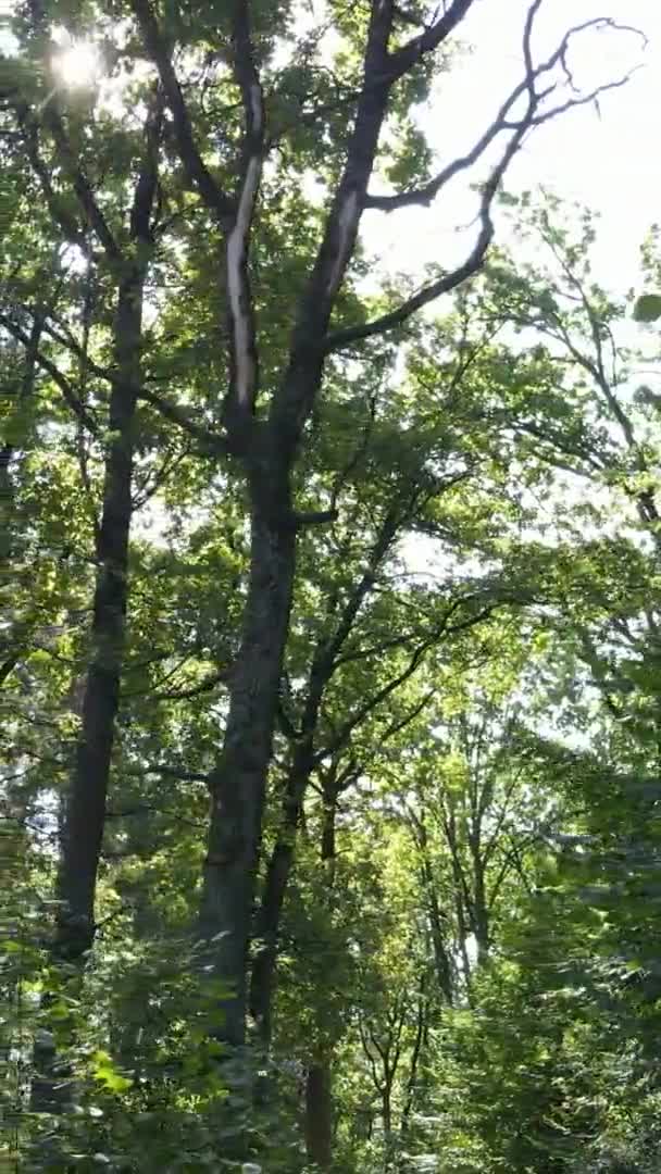 Vertikal video av en skog med träd — Stockvideo