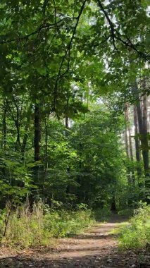 Ağaçlı bir ormanın dikey videosu