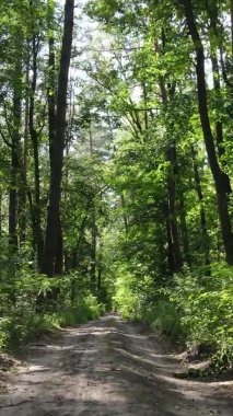 Ağaçlı bir ormanın dikey videosu