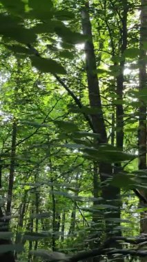 Ağaçlı bir ormanın dikey videosu