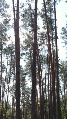 Ağaçlı bir ormanın dikey videosu