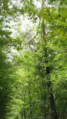 Ağaçlı bir ormanın dikey videosu