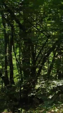 Ağaçlı bir ormanın dikey videosu