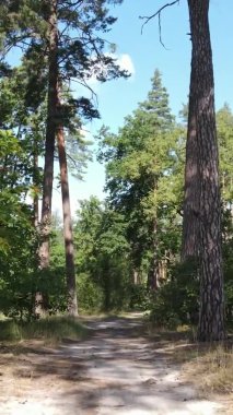 Ağaçlı bir ormanın dikey videosu