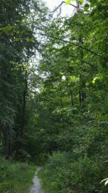 Ağaçlı bir ormanın dikey videosu