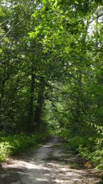 Ağaçlı bir ormanın dikey videosu