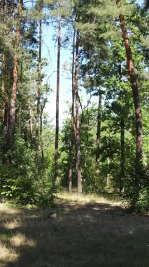 Ağaçlı bir ormanın dikey videosu