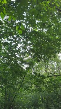 Ağaçlı bir ormanın dikey videosu