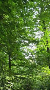 Ağaçlı bir ormanın dikey videosu