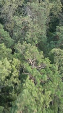 Ağaçlı bir ormanın dikey videosu