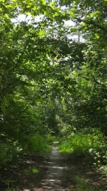 Ağaçlı bir ormanın dikey videosu