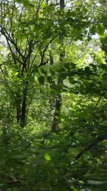 Ağaçlı bir ormanın dikey videosu