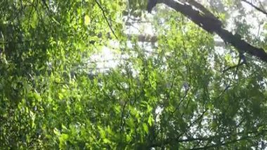 Ağaçlı bir ormanın dikey videosu