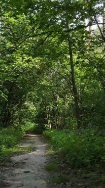 Ağaçlı bir ormanın dikey videosu