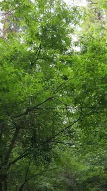 Ağaçlı bir ormanın dikey videosu