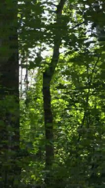 Ağaçlı bir ormanın dikey videosu