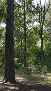 Ağaçlı bir ormanın dikey videosu