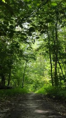 Ağaçlı bir ormanın dikey videosu