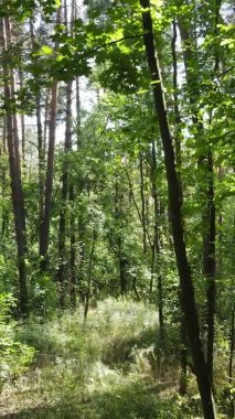 Ağaçlı bir ormanın dikey videosu