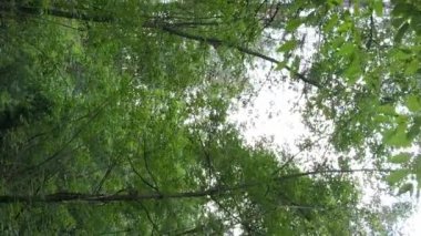 Ağaçlı bir ormanın dikey videosu